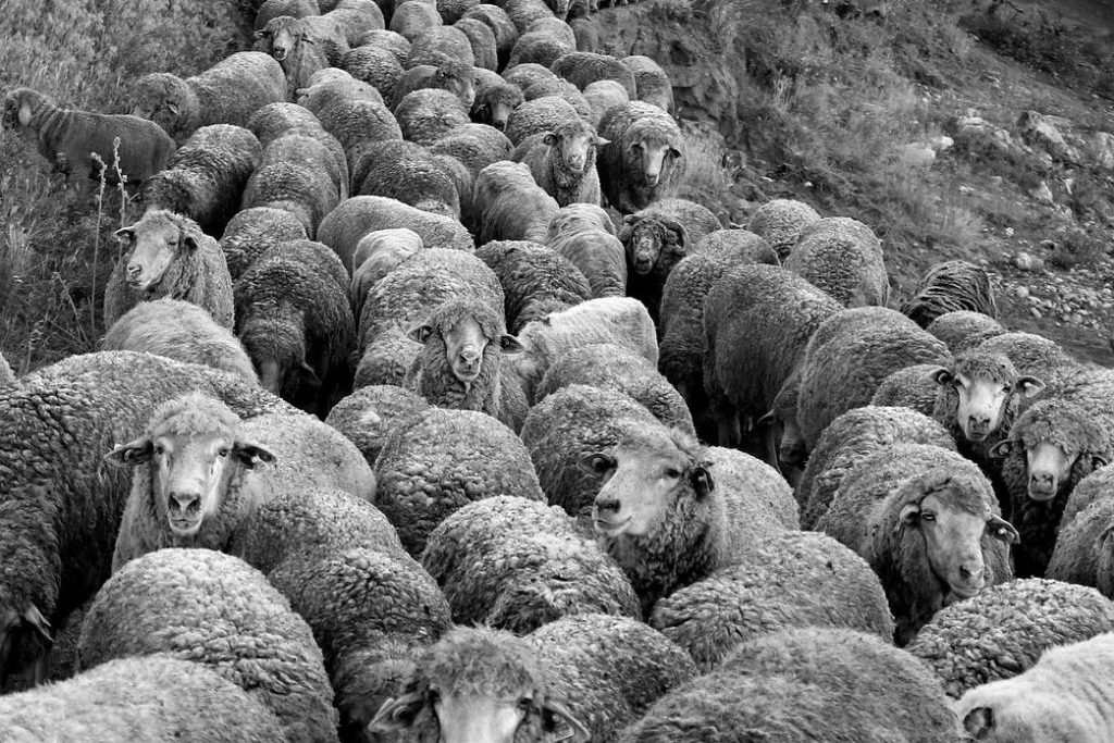 sheep, flock, animated, the farm, wool, agriculture, sheep, sheep, sheep, sheep, sheep, flock